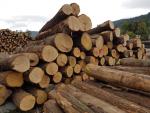 Oak Saw logs |  Hardwood | Logs | LEWI POLSKA Witold Leusz