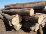 Oak Saw logs |  Hardwood | Logs | TRANS-WOOD