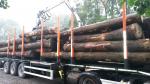 Ash Saw logs |  Hardwood | Logs | TRANS-WOOD