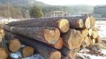 Pine Saw logs |  Softwood | Logs | Ivan Tadian Drevinka