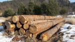 Pine Saw logs |  Softwood | Logs | Ivan Tadian Drevinka